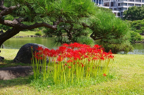 旧芝離宮恩賜庭園の彼岸花