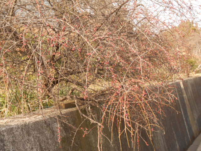 DSCN0943.JPG