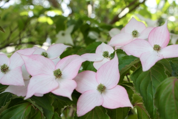 20160529005.JPG