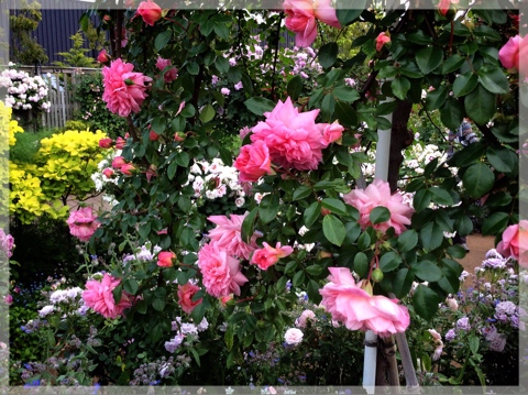 ローズ&ハーブガーデン