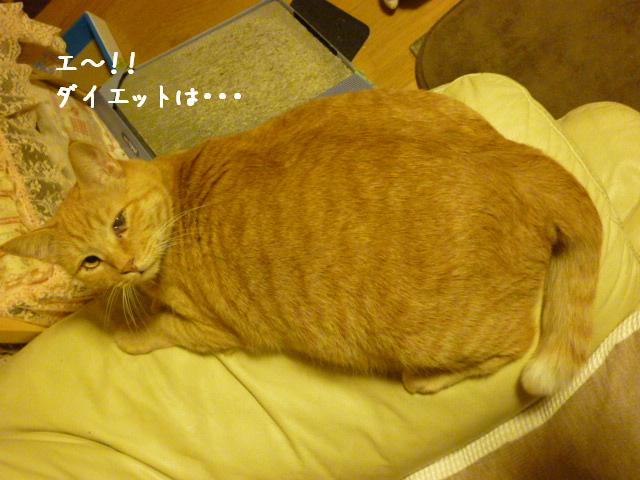 ダイエットだって