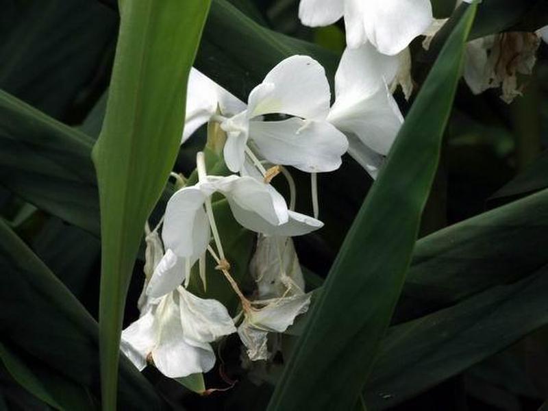 水曜日 晴れ 花縮紗 はなしゅくしゃ たかさんの書斎 楽天ブログ