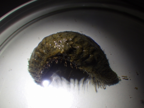 コガネウロコムシ科（Aphroditidae）の一種11　熊野灘