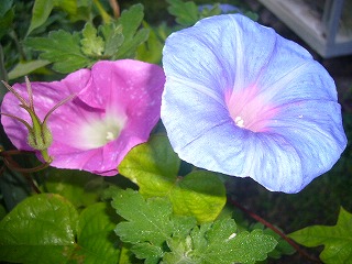 s-P1110369.jpg