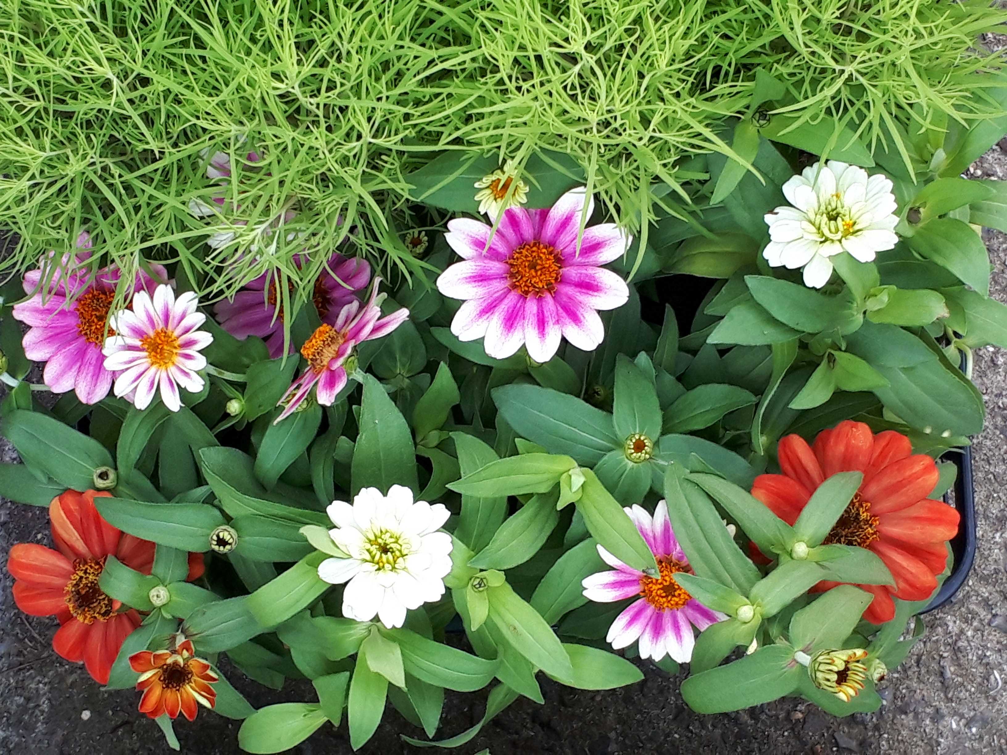 ガーデニングを楽しもう ようこそブルーガーデンへ 楽天ブログ