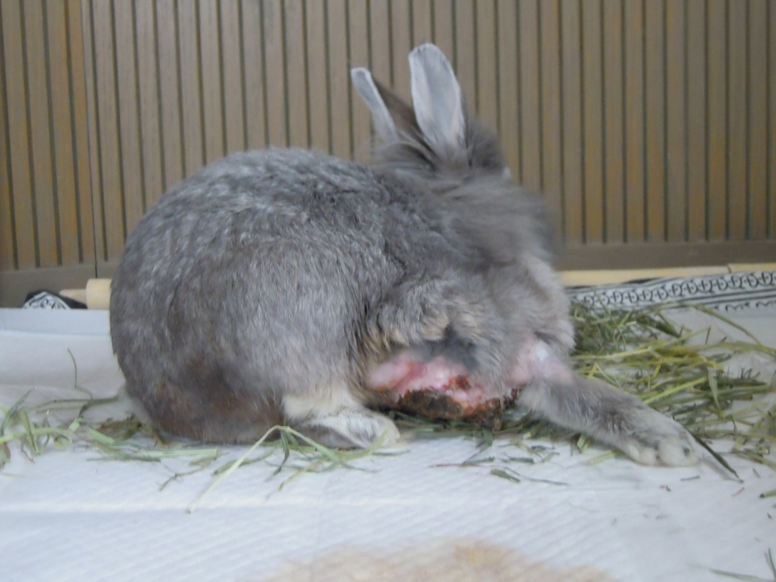 うさぎ 腫瘍に加え盲腸便とも戦っています ウサミンc 楽天ブログ