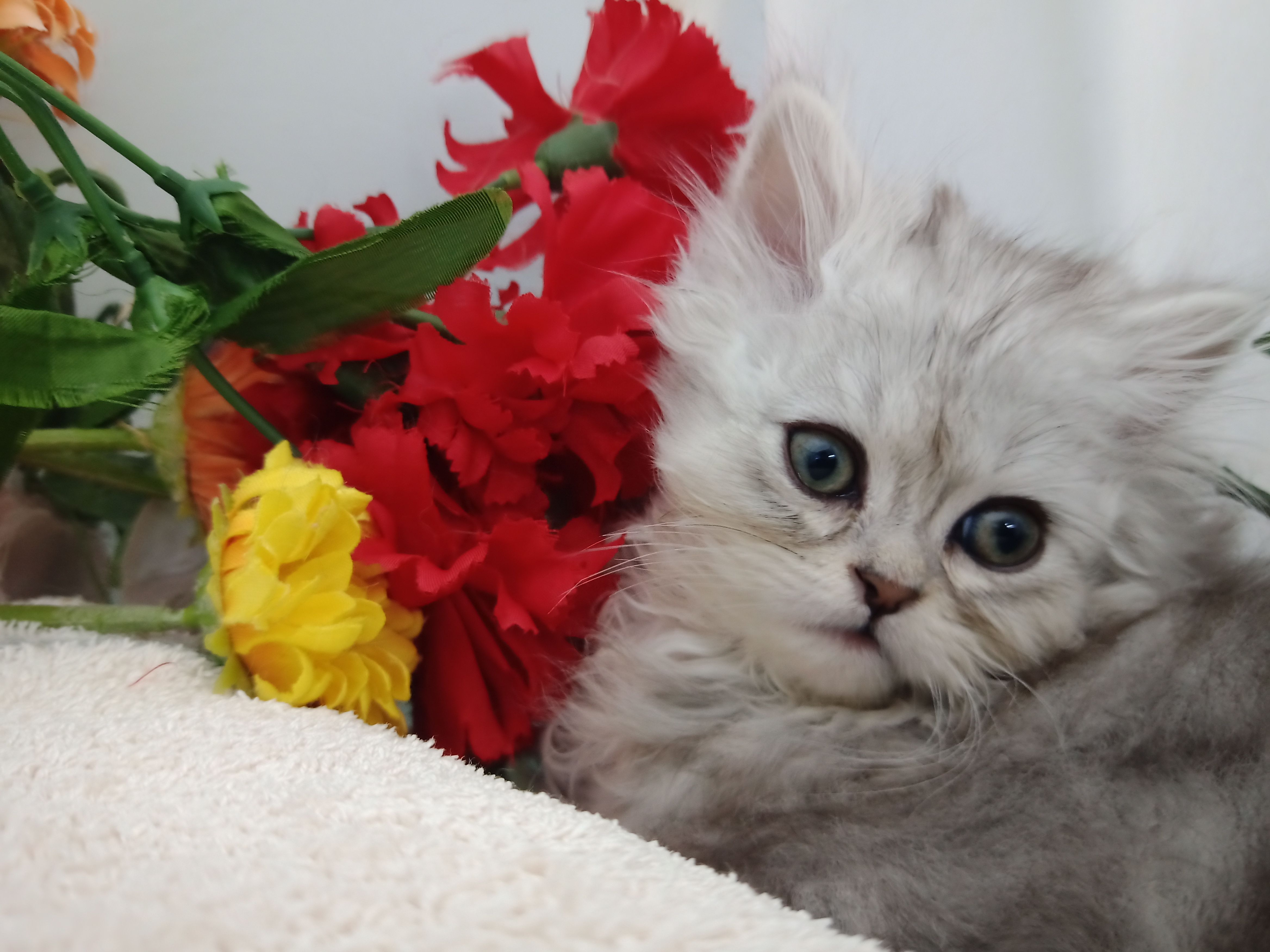 ペルシャ【チンチラ】/宮城猫ブリーダー 宮城県|ペットショップ鈴花