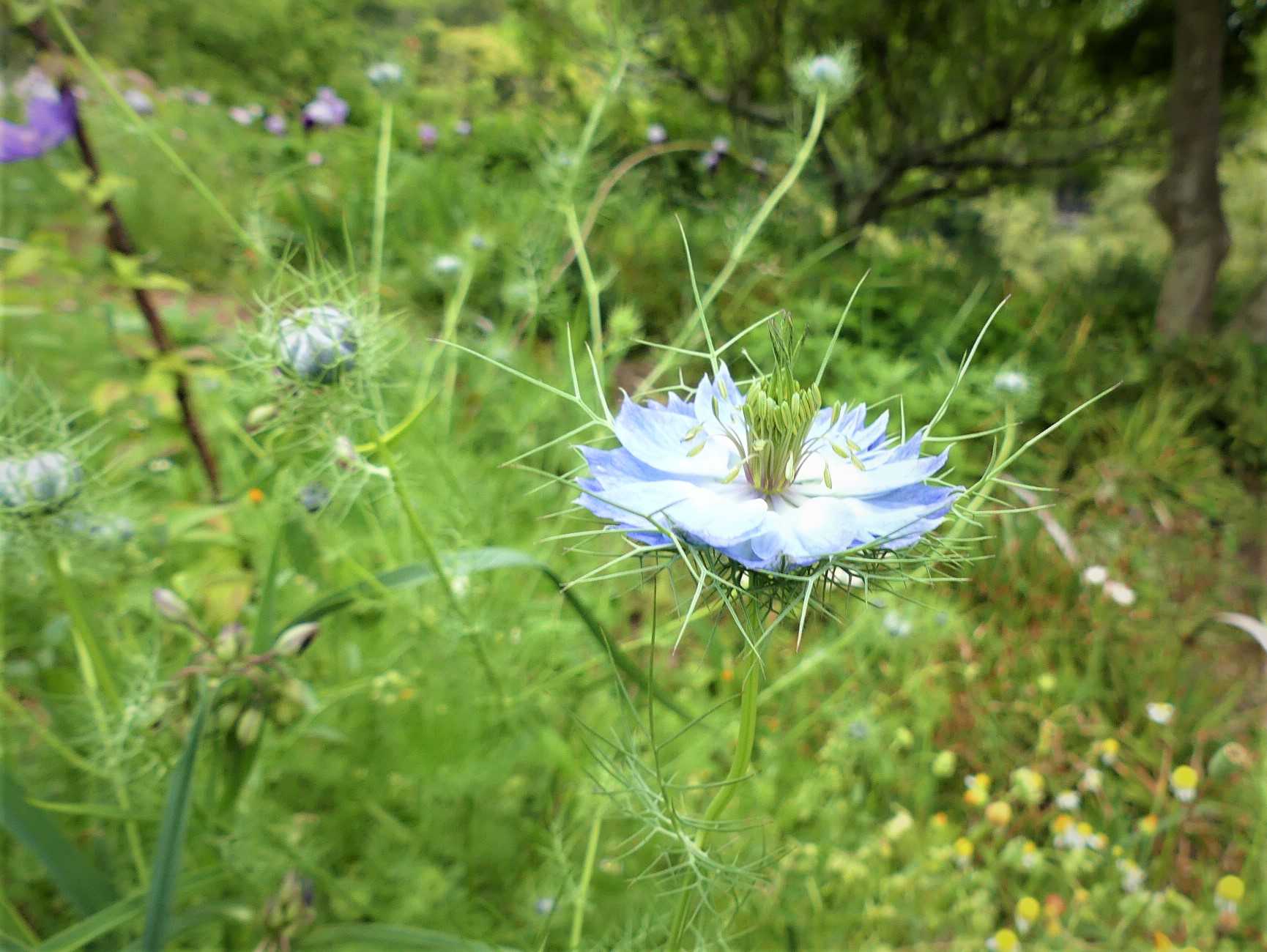 ニゲラの花が 咲きました オープンガーデン 蕗のとう 楽天ブログ