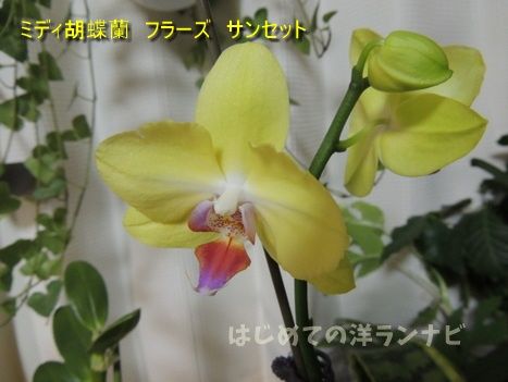 6か月花が絶えないミディ胡蝶蘭フラーズサンセットの記録 はじめての洋ランナビ 楽天ブログ