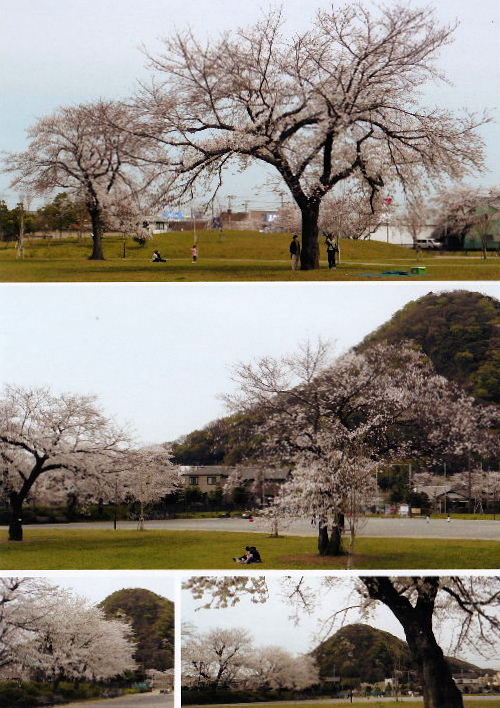 2013春の花B2