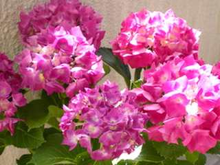 紫陽花＋色違い？？？＊