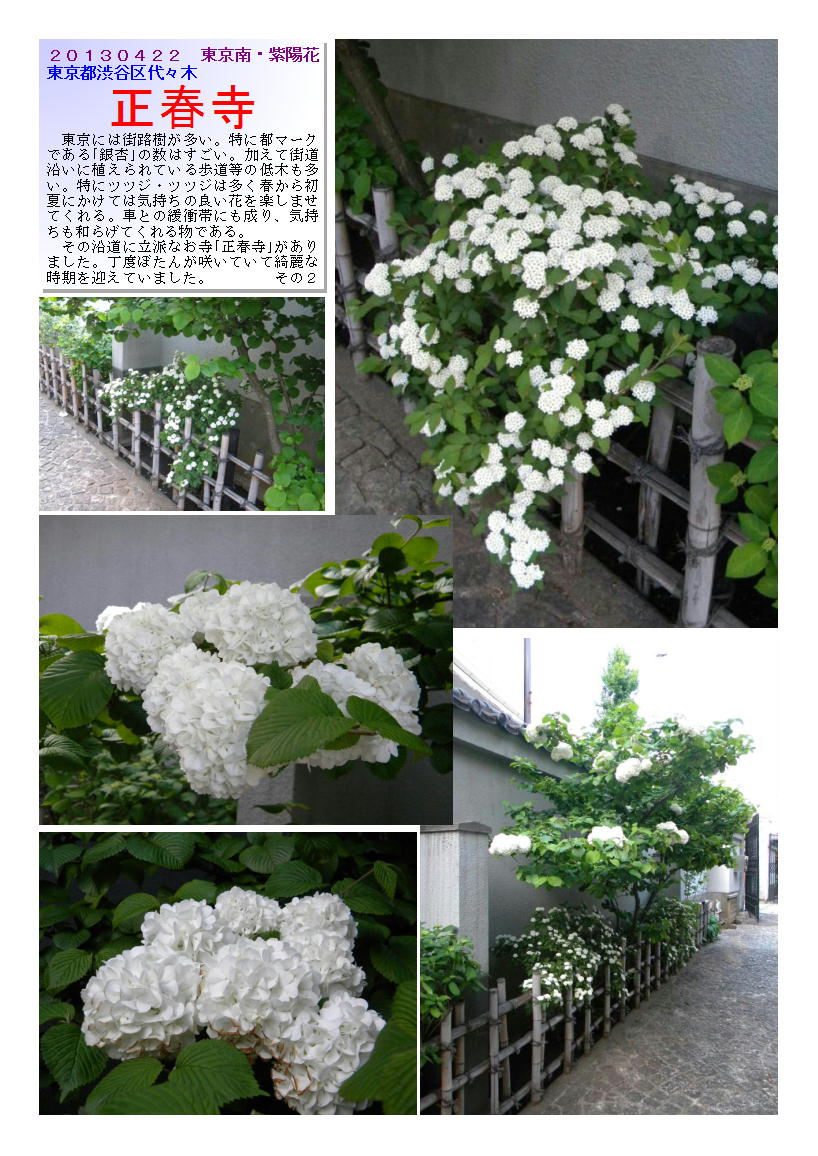 20130422seisyunzi2-azisai.jpg