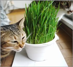クッチャクッチャクッチャ
