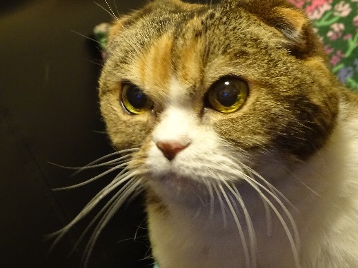 22016.07.11 ひめ.jpg
