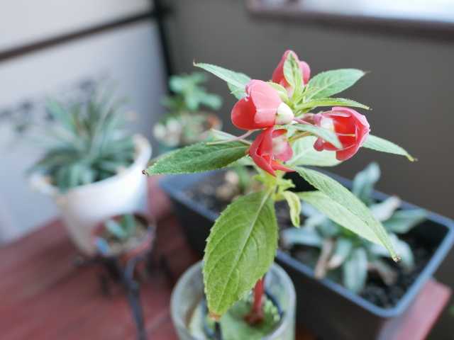 ホウセンカの水耕栽培ジョッキver 開花です べらんでぃずむ ベランダ菜園とか 楽天ブログ