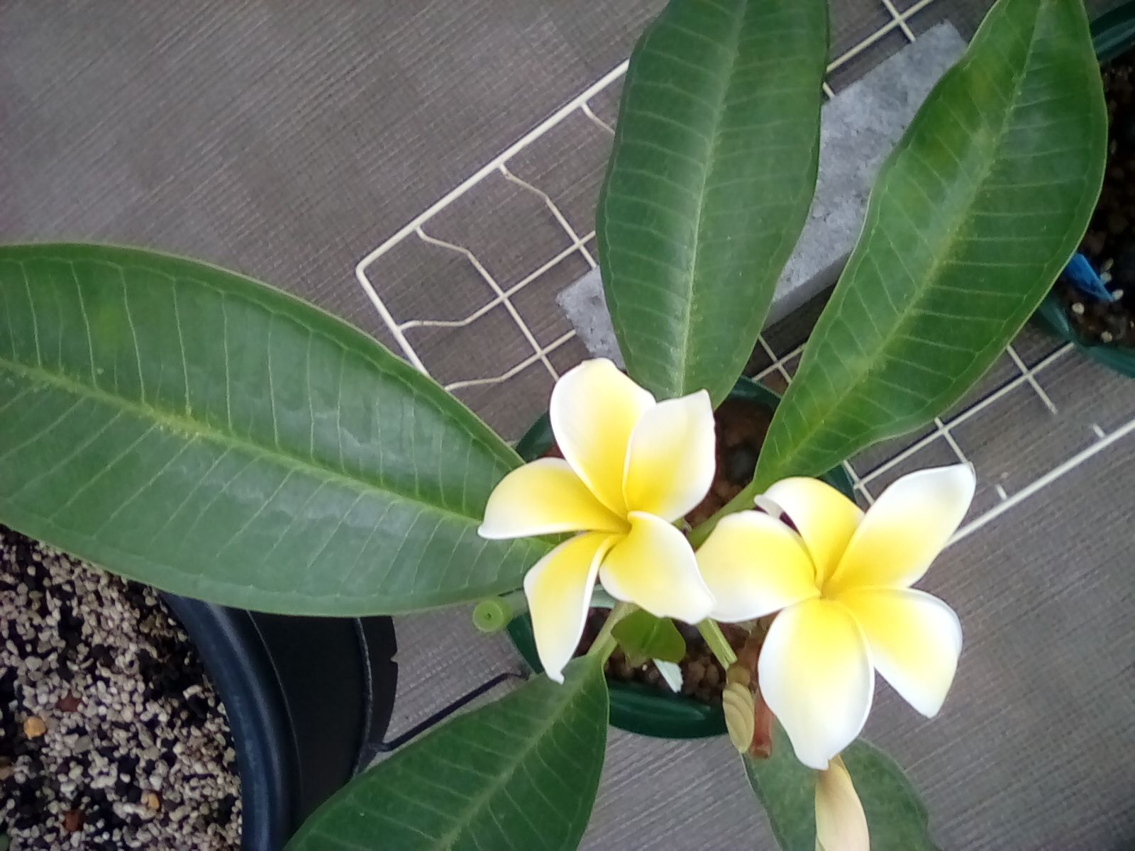 オアフ島セラダインが咲きました ハワイアンレインボー 楽天ブログ