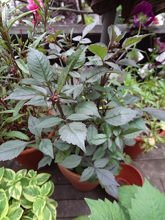 DSC01287.jpg