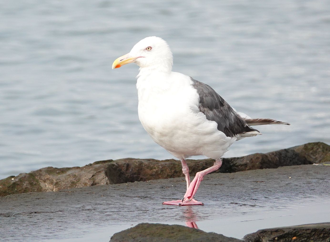 葛西臨海公園 その オオセグロカモメ アウトドア親爺の徒然日記 楽天ブログ