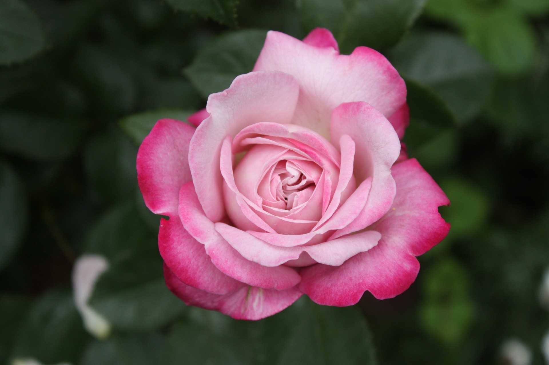 ロサオリエンティスのバラ ペネロペイア パリス アリアドネ Sub Rosa 秘密の薔薇の庭 楽天ブログ