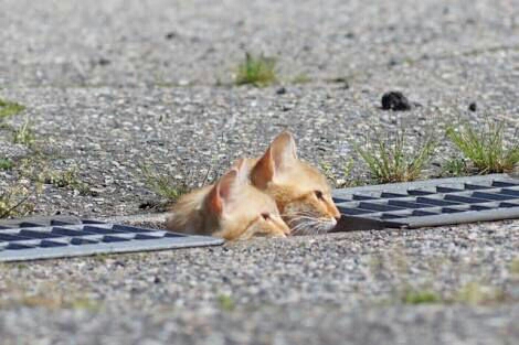 隙間顔出しにゃんこ２匹