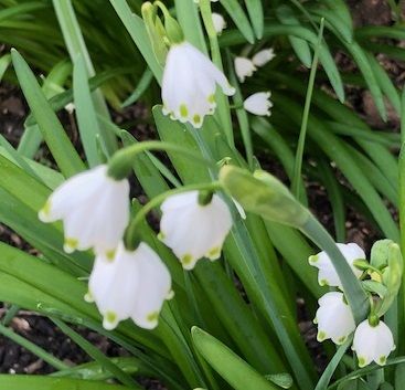 春は白い花から さきの小さな大発見 楽天ブログ