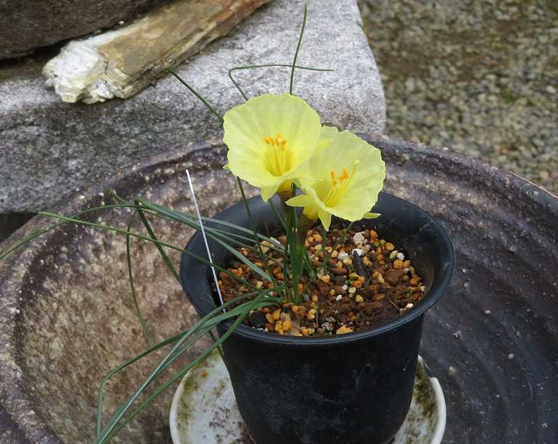 ２月１５日 今日の一花（その２） ペチコートスイセン（ペチコート水仙