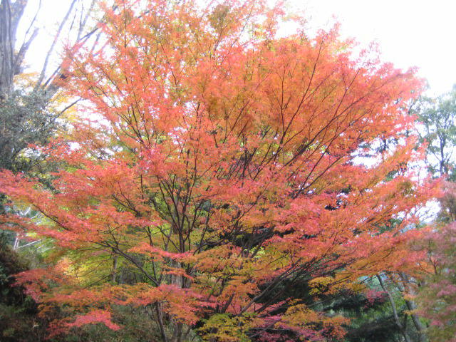IMG_9846.JPG