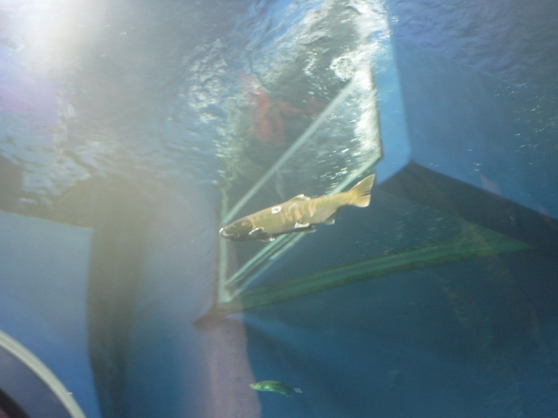 8ページ目の記事一覧 魚と日常ブログ 楽天ブログ