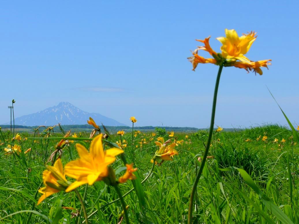 サロベツ原生花園