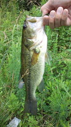 6月26日 グランドシグレ（35センチ）.JPG