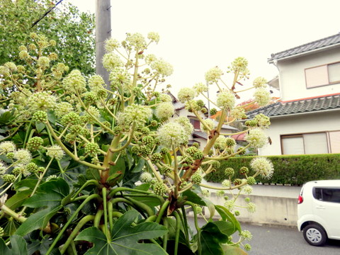 ヤツデ・全景