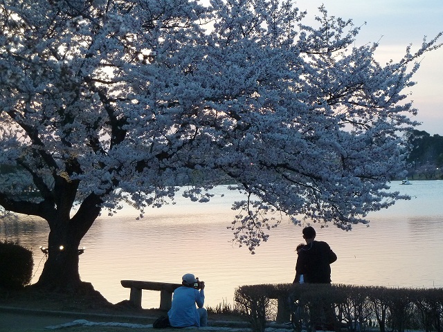 2015.4.2 千波湖夜桜 019.JPG