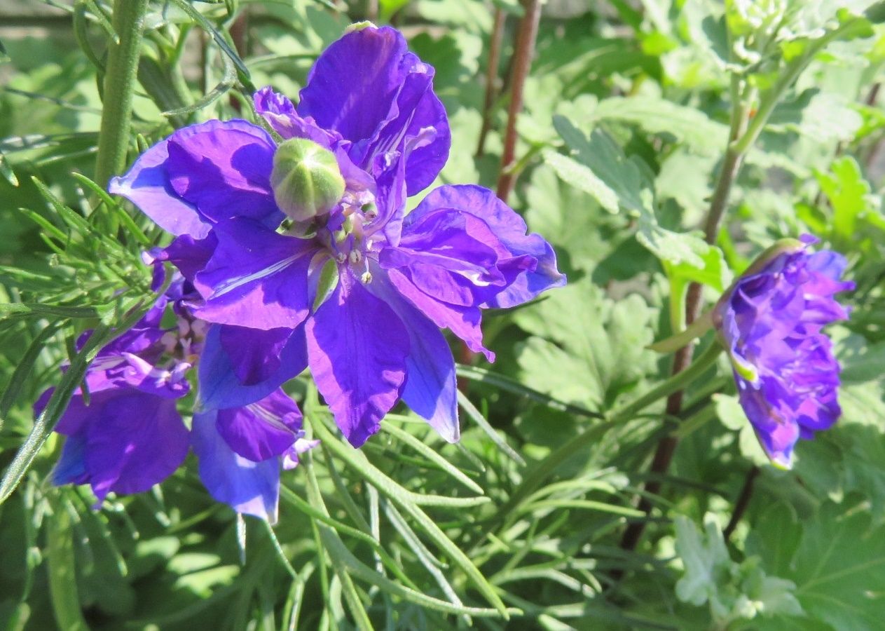 爪を切って貰ったと 花はラークスパー ナスタチューム だい のひとりごと 楽天ブログ 爪を切って貰ったと 花はラークスパー ナスタチューム だい のひとりごと 楽天ブログ