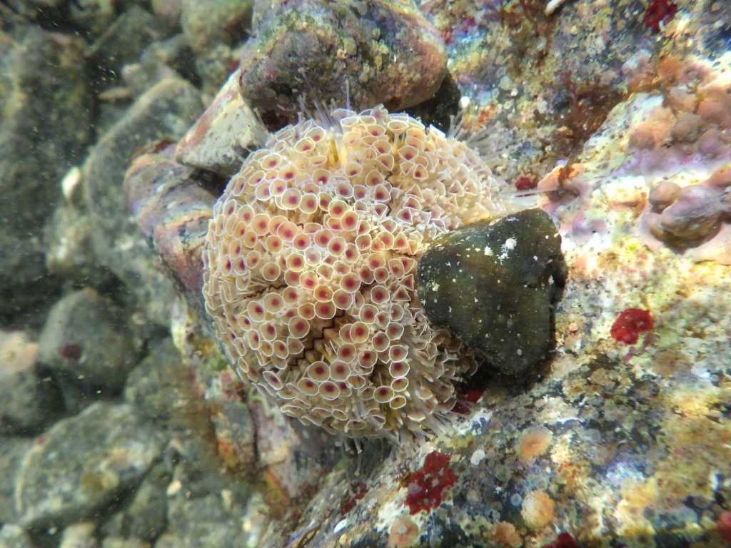 串本磯採集2023年7月下旬19　ラッパウニ（Toxopneustes pileolus）
