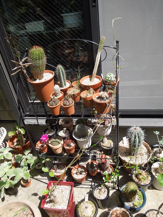 ムルチフローラ6-11ｰ1