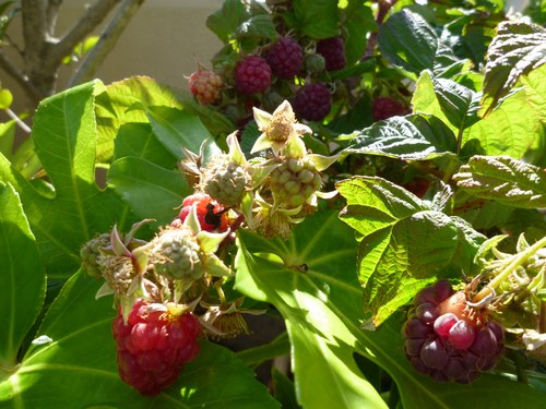 1ラズベリー　実11月10日４500.jpg