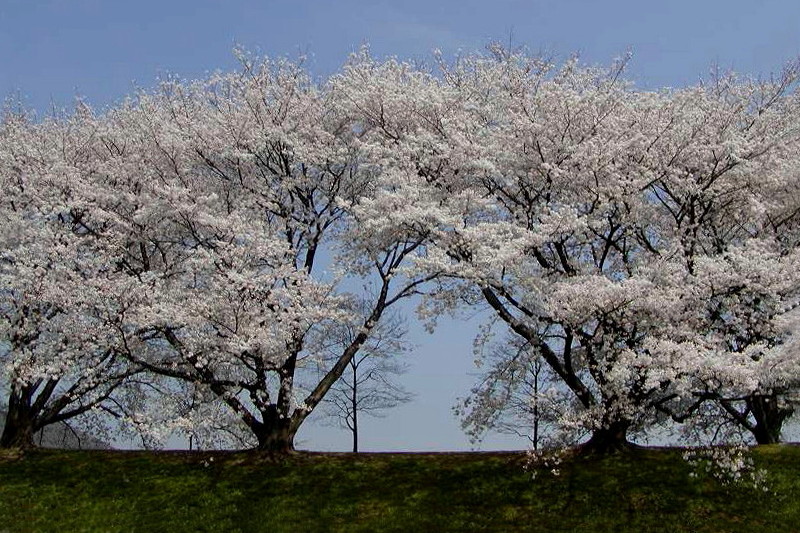 背割り_3.jpg