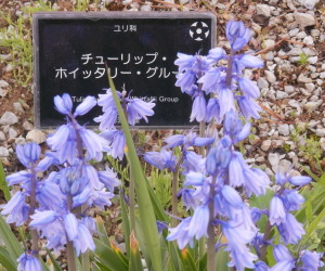 ホイッタリーグルー　5.9　2014