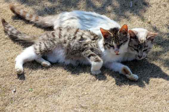 我が家のニャンコ♪2014/02/28-2