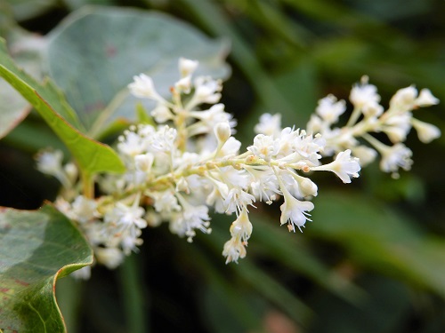 イタドリの雄花 (2).JPG