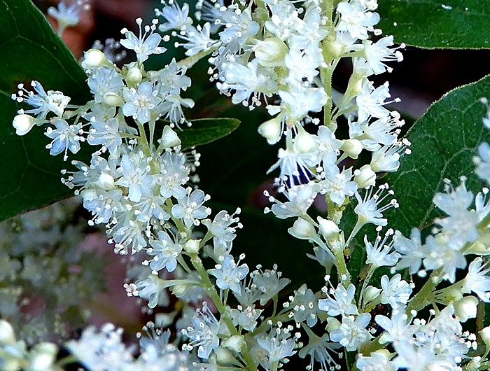 イタドリ雄花2