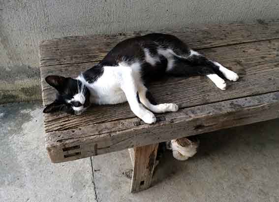 我が家のニャンコ♪2015/8/27-3