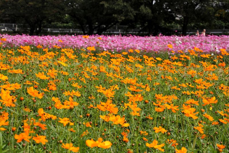 武庫川コスモス園・キバナコスモス_005.jpg