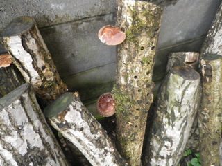 shiitake002