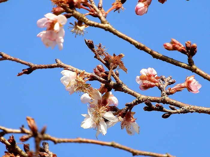 十月桜2