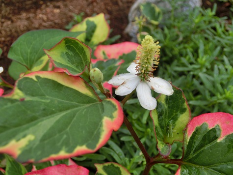 斑入りドクダミ