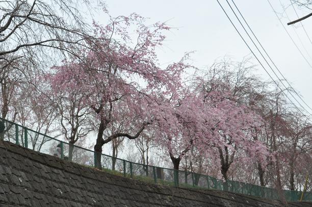 枝垂れ桜