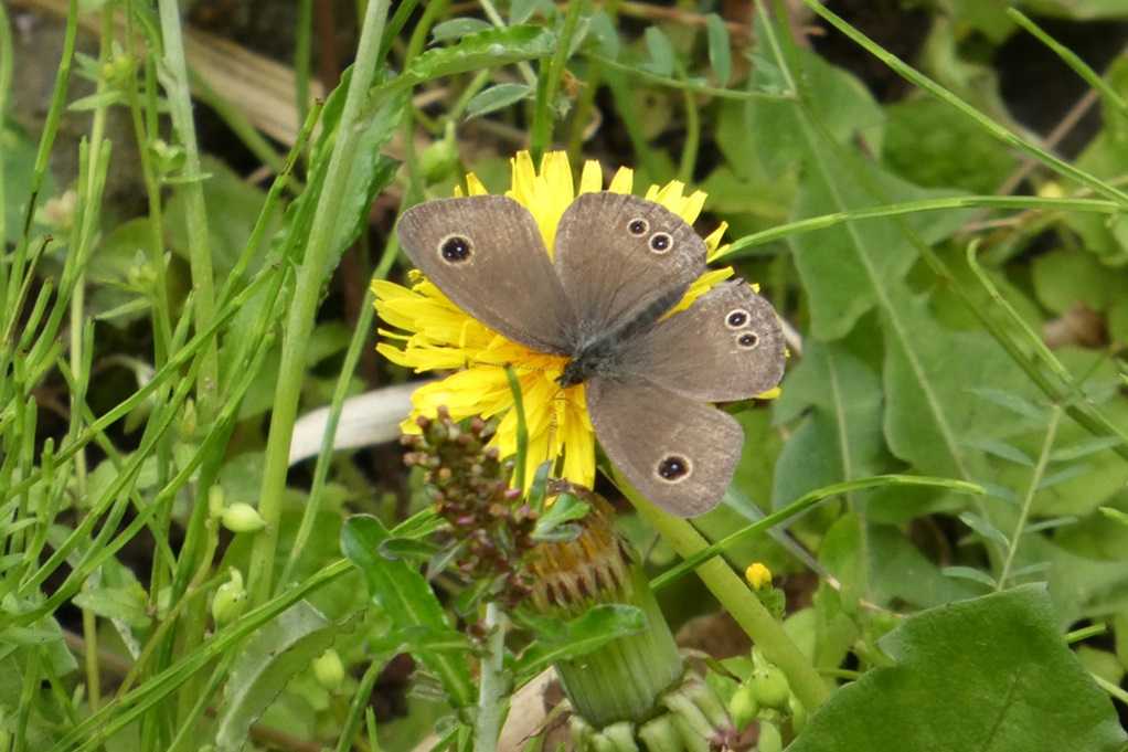 515