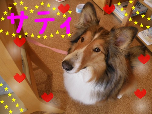 ｻﾃｨ.JPG