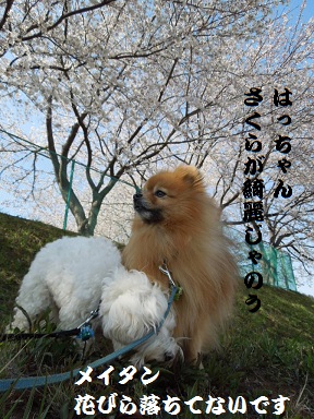 2012桜